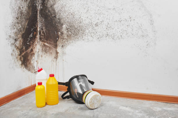 Best Office Mold Removal Services  in Fivepointville, PA