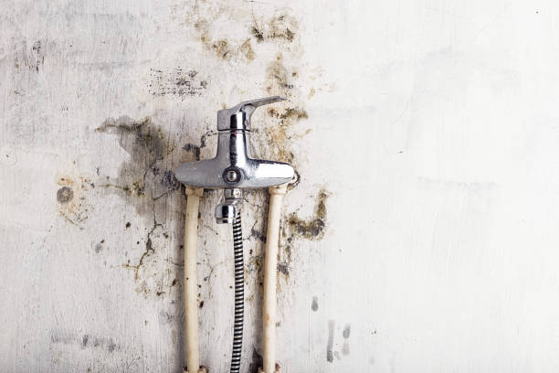 Best Mold Cleaning Services  in Fivepointville, PA