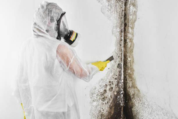 Best Attic Mold Removal  in Fivepointville, PA
