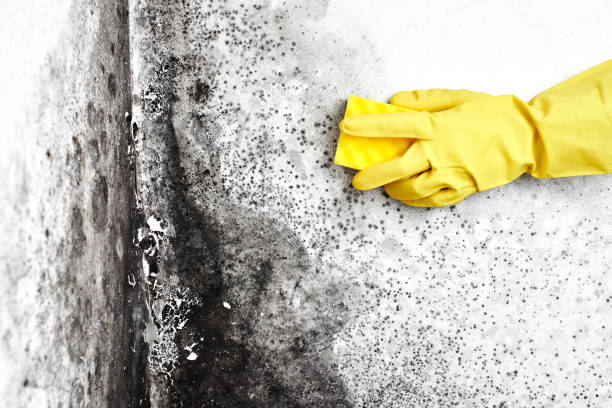 Mold Removal Process in Fivepointville, PA