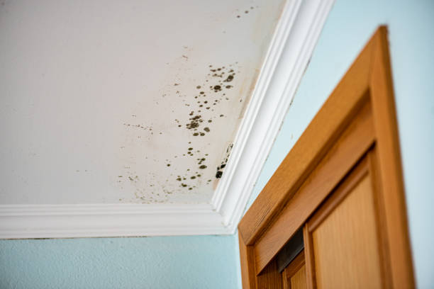 Best Mold Remediation Experts  in Fivepointville, PA