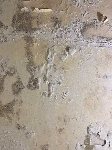 Mold Testing and Removal in Fivepointville, PA